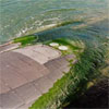 biofouling: marine hull with seaweed attached