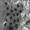 a biocompatible scaffold for heart repair