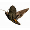 the Manduca sexta moth in flight