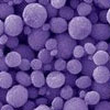 tiny balls make up the light absorbing film