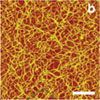 a magnified view of chitosan