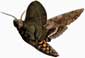 Manduca sexta moth in flight