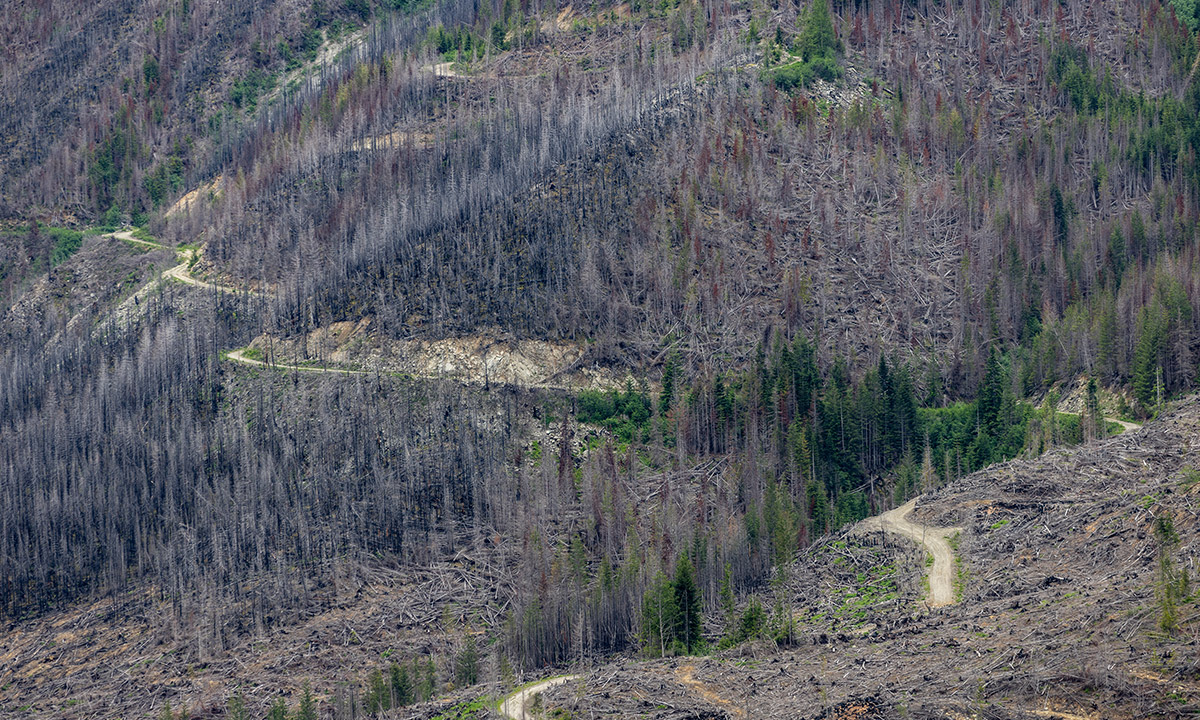 Aerial shot of forested area