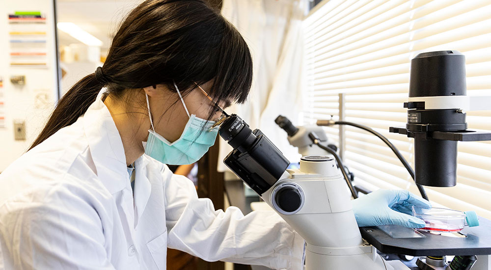 Biology student Olivia Chang examines brain tumor stem cells to determine the effect that nanoparticles have had.