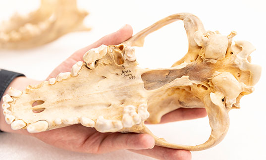 A wolf skull's teeth