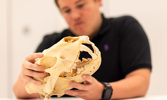 Person holding lion skull