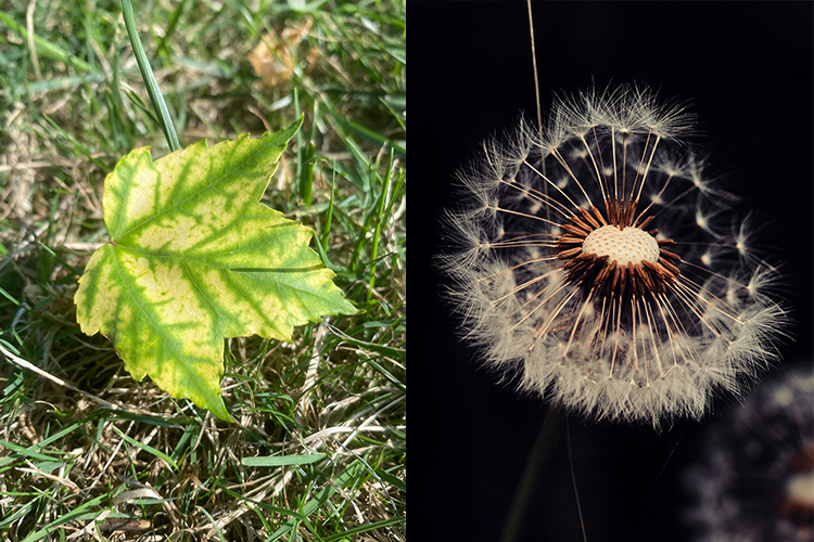 Close-up of a Maple leaf on grass beside a close-up of a dandelion seed head.