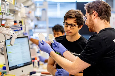 Researchers looking at yeast plates in the lab