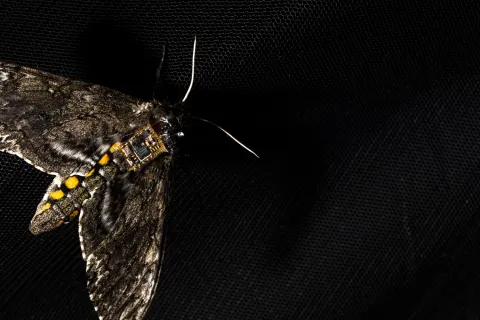 A moth with a sensor chip on its back