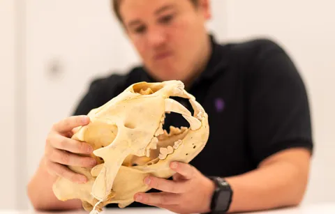 Person holding animal skull