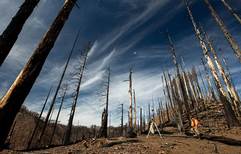 Researchers in the middle of burnt forest collecting data