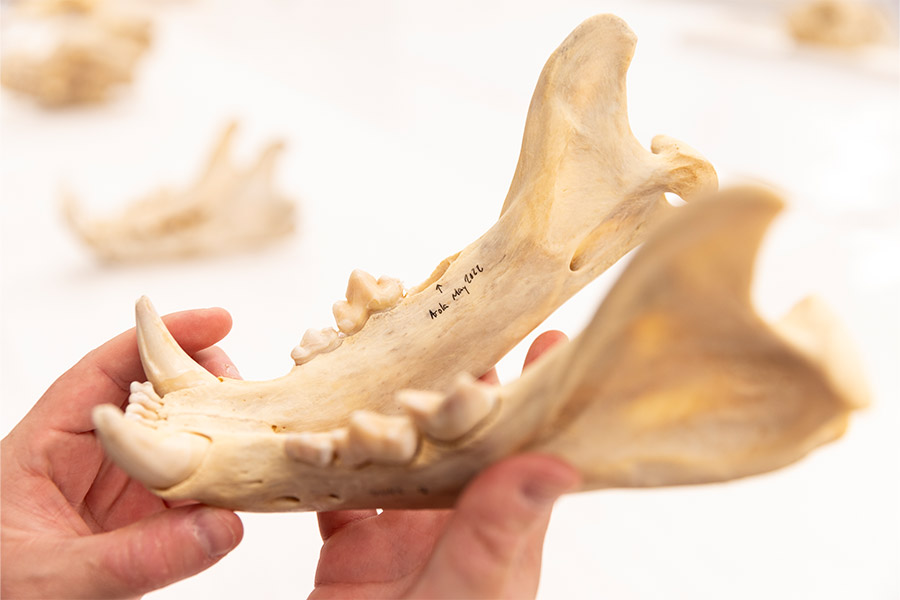 Close-up of lion skull