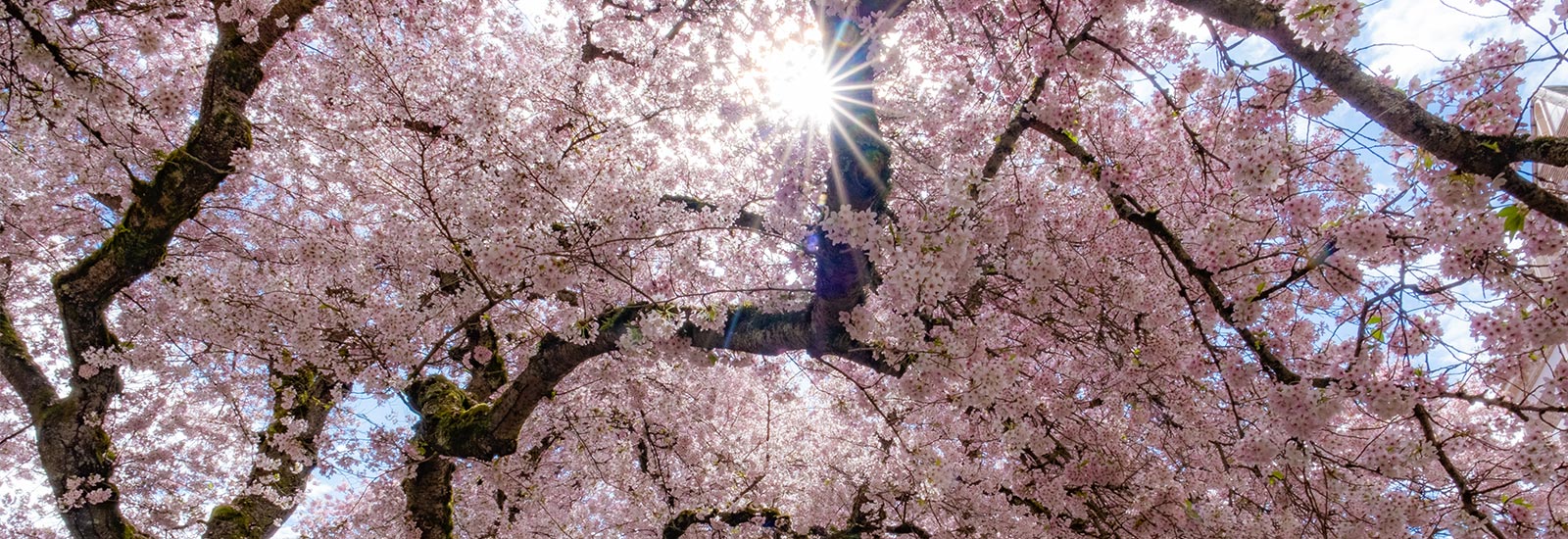 Cherry blossom tree in bloom