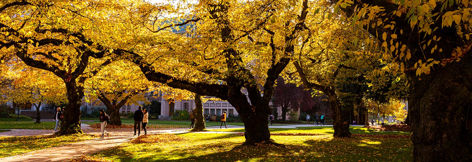 Trees on campus with gold leaves during the fall