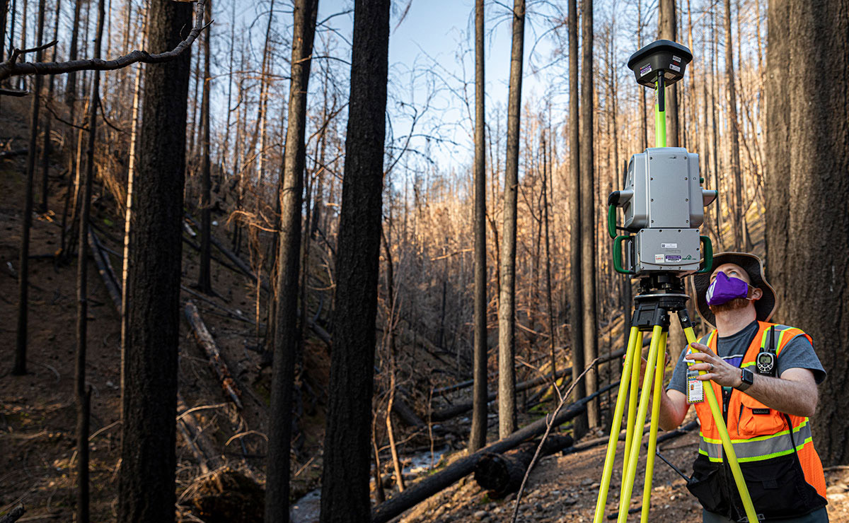 Person surveying forest affected by wildfire