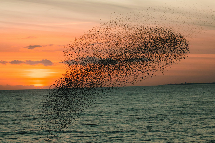 A flock of birds murmurating over the ocean at sunset.