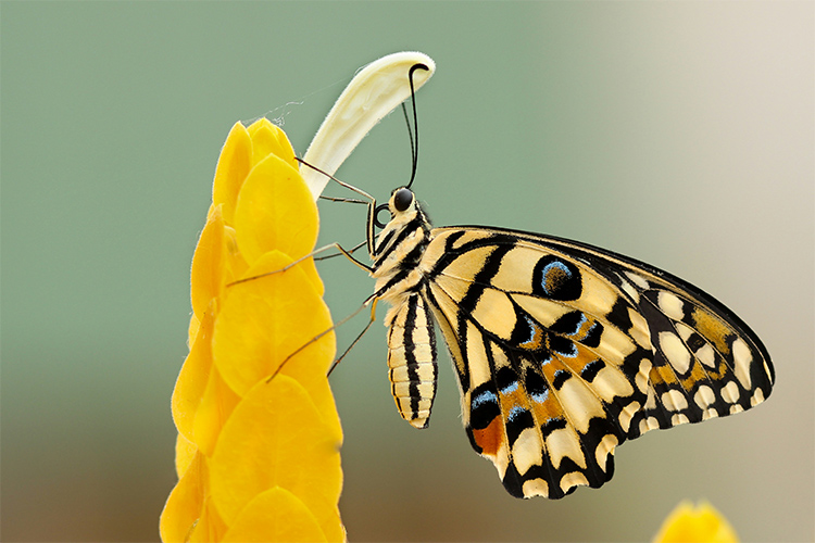 Close-up of a butterfly with patterned wings perched on a yellow flower.