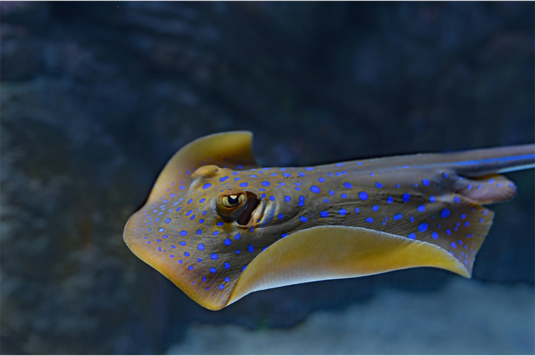 Close-up view of a blue-spotted stingray underwater with wing-like fins.