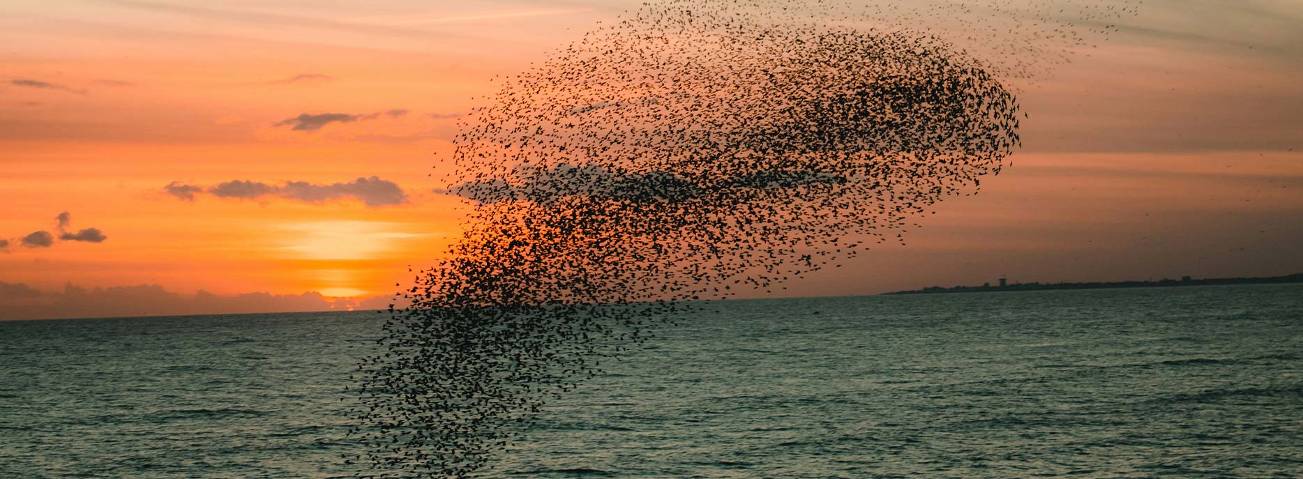 A flock of birds murmurating over the ocean at sunset.