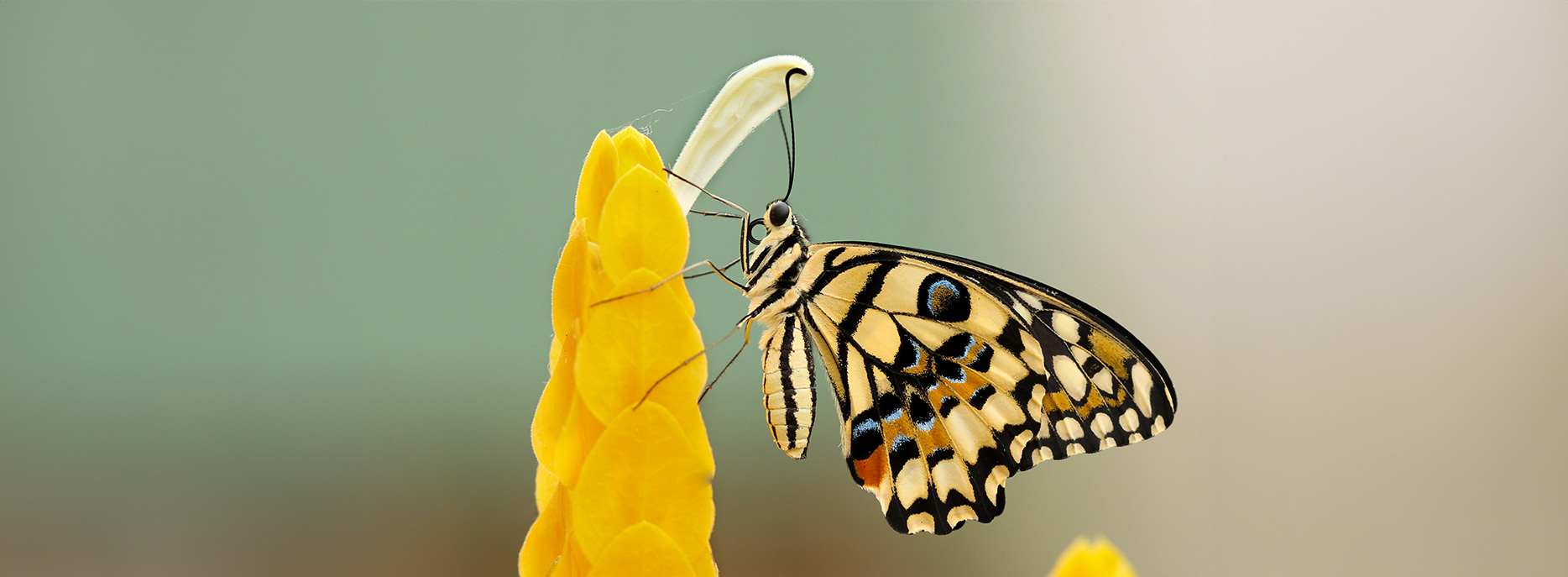 Close-up of a butterfly with patterned wings perched on a yellow flower.