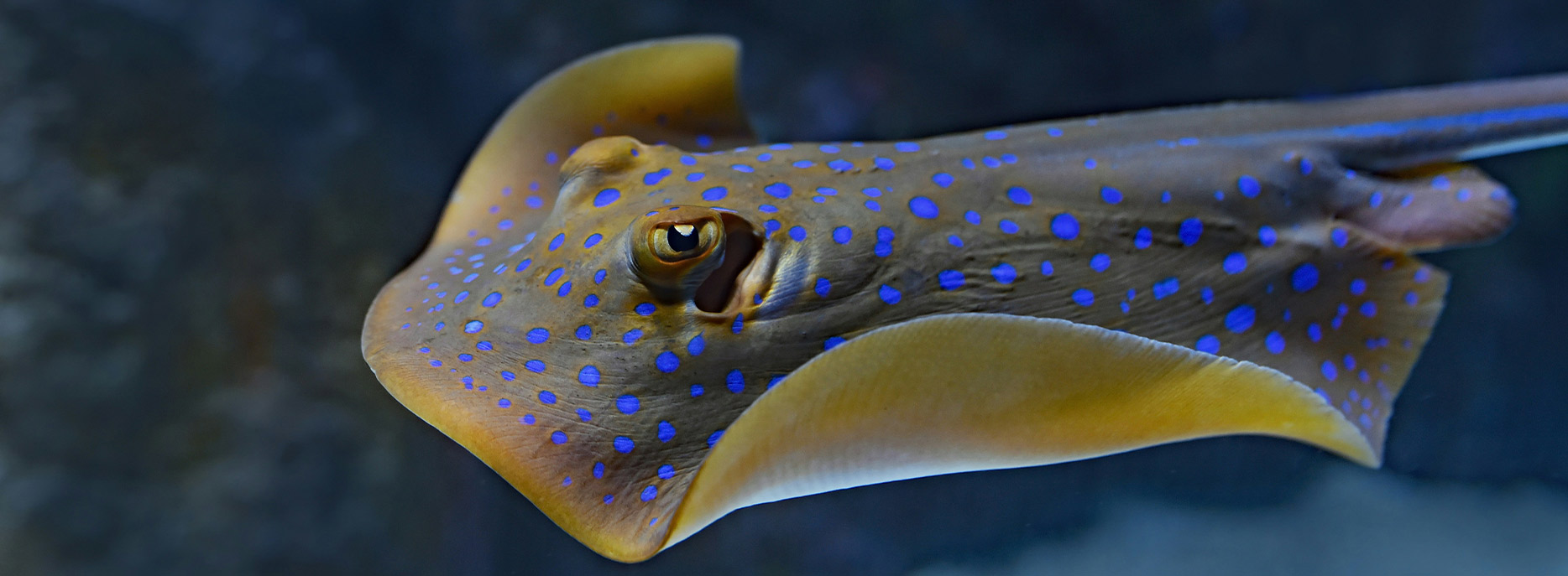 Close-up view of a blue-spotted stingray underwater with wing-like fins.