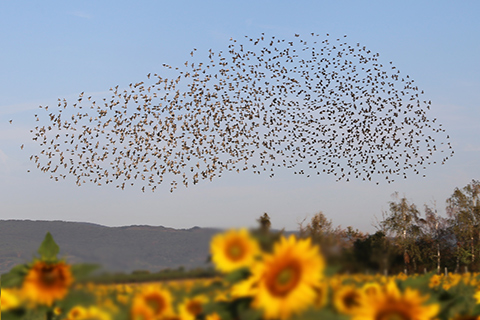 A flock of birds flying over a sunflower field with hills and trees in the background.