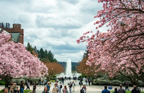 Outdoor campus image of cherry blossoms and a campus fountain