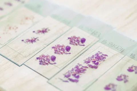 Series of microscope slides with purple-stained specimens on a light wooden surface.