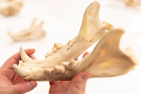 Close-up of wolf skull