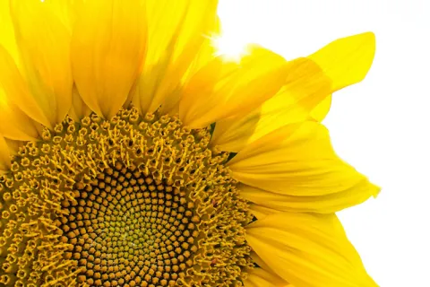 Zoom-in of sunflower